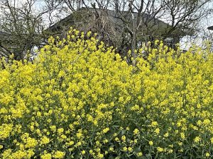 ことばのたまゆら20.「カタカナにする意味とは」