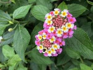 「ことばのたまゆら」6. マジ卍